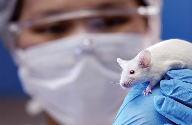 Scientists ‘Breed’ Two Male Mice to Create ‘Gayby’ Mouse