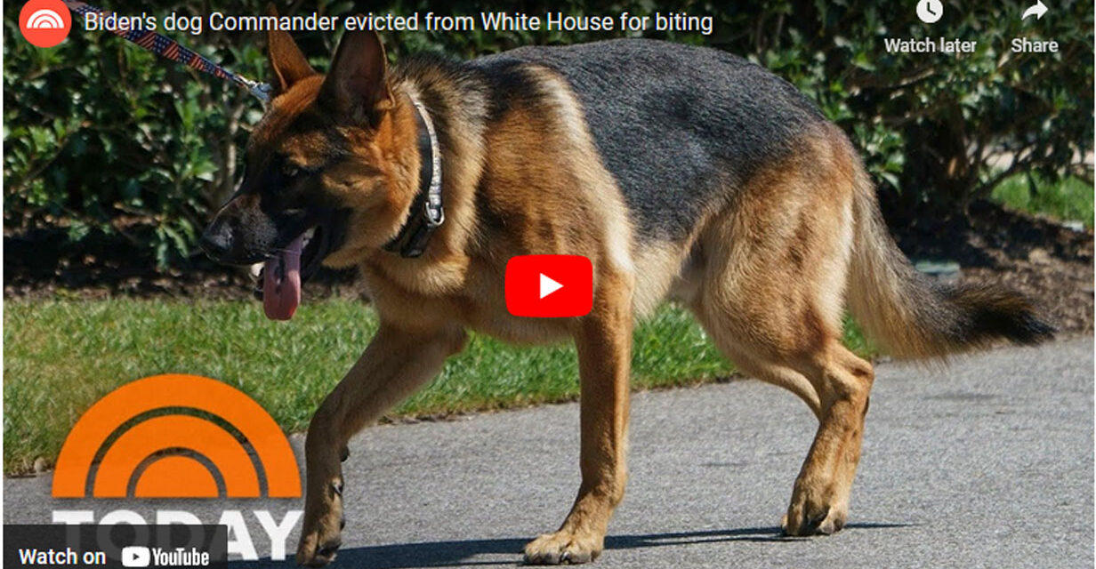 Video of Biden Seemingly Kicking His Dog Raises Pet Abuse Concerns