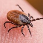Lyme Disease in America Came from Military’s Bioweapons Project