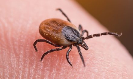 Lyme Disease in America Came from Military’s Bioweapons Project