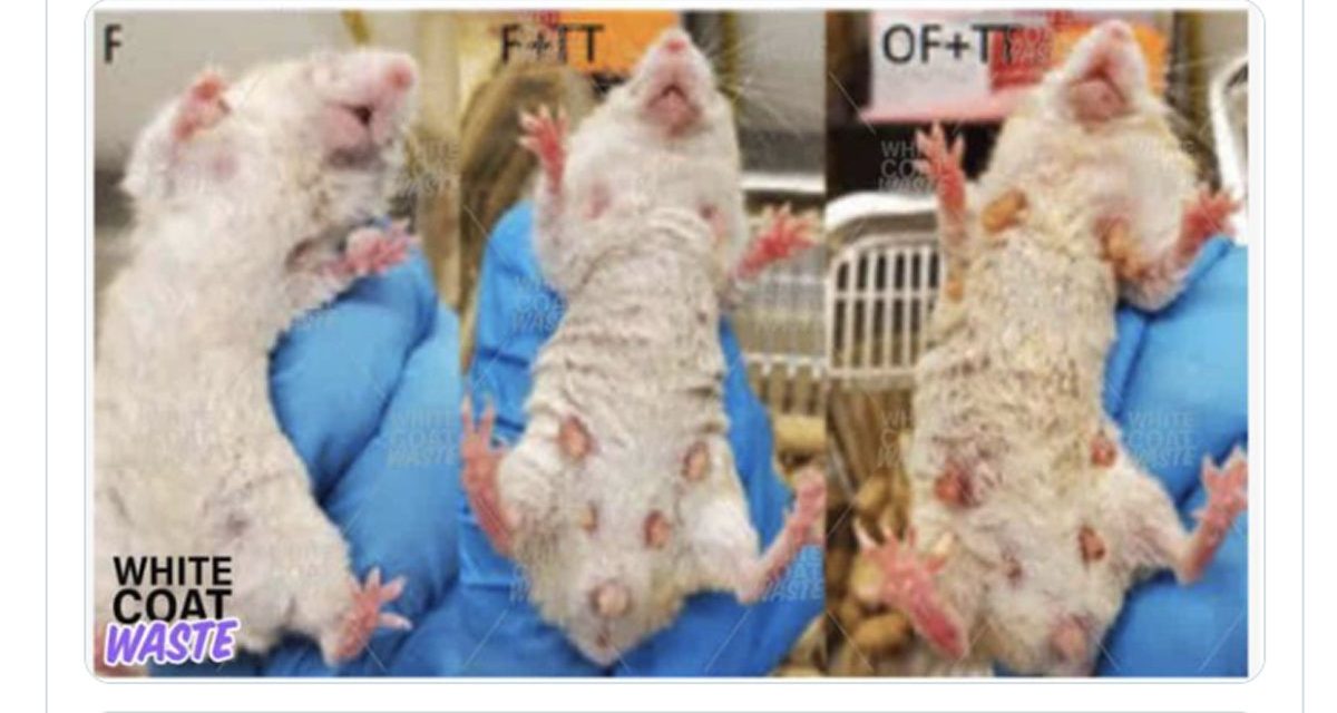 New Funding for Experiments on Transgenderism in Mice Irk Conservatives
