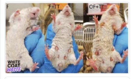 New Funding for Experiments on Transgenderism in Mice Irk Conservatives